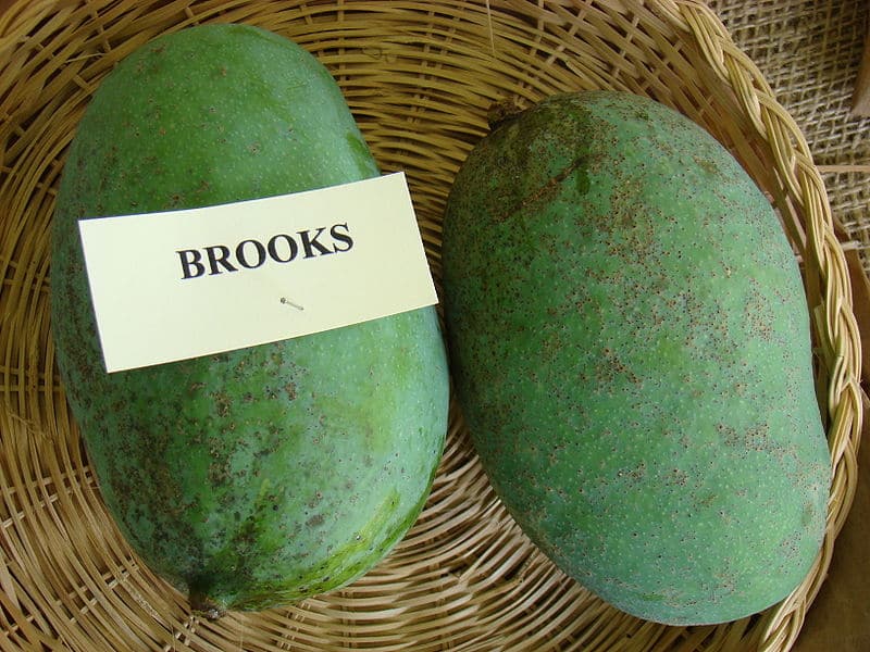 Brooks mango