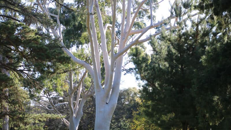 lemon scented gum tree