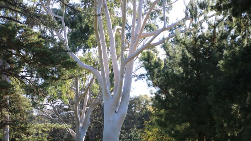 Australian Native Trees Clearance Cdlguaiba br