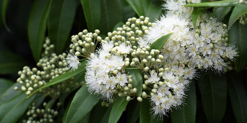 Lemon scented myrtle tree