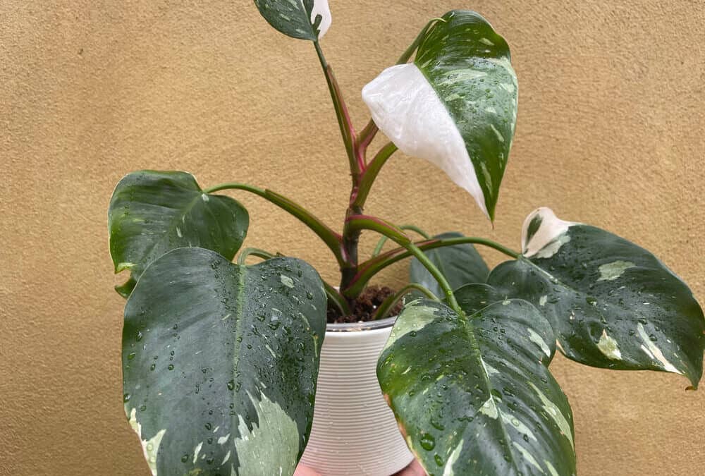 Philodendron White Princess: A Complete Guide