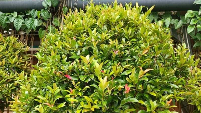 Syzygium australe