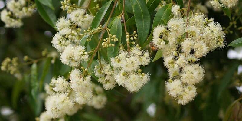 Waterhousea floribunda