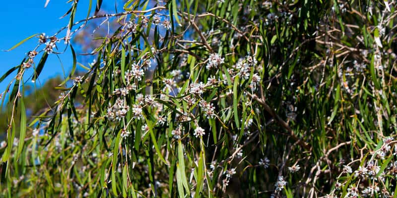 flowers of a Willow Myrtle tree