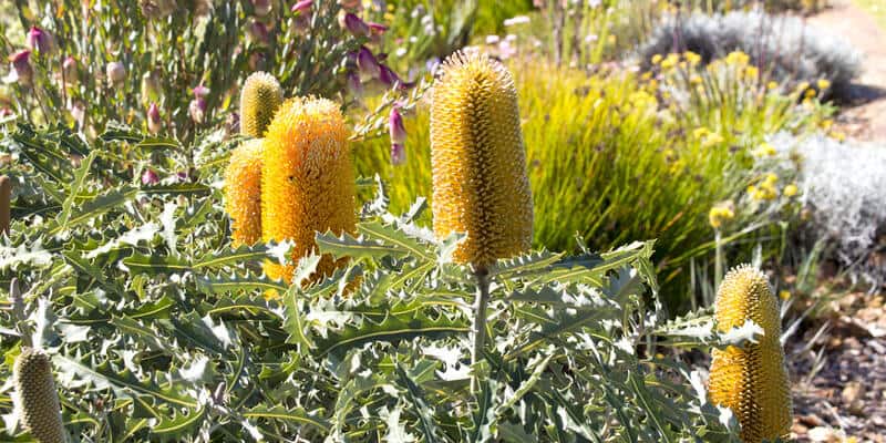 Banksia flowers blooming in late winter.