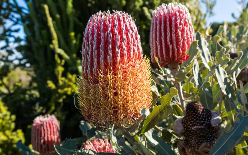 Menzies Banksia flower and leaves winter flowering sunny day