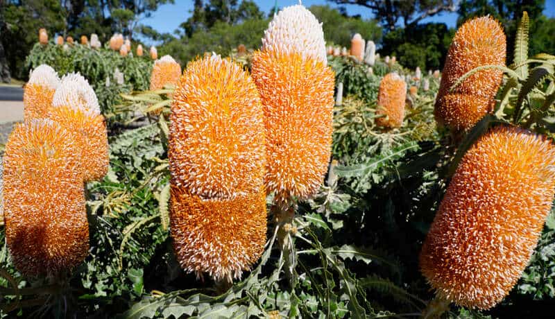 Lots of wildflower Banksia attentuata ,growing in Western Australia.