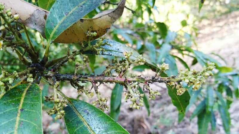 mango flowers affected by powdery mildew