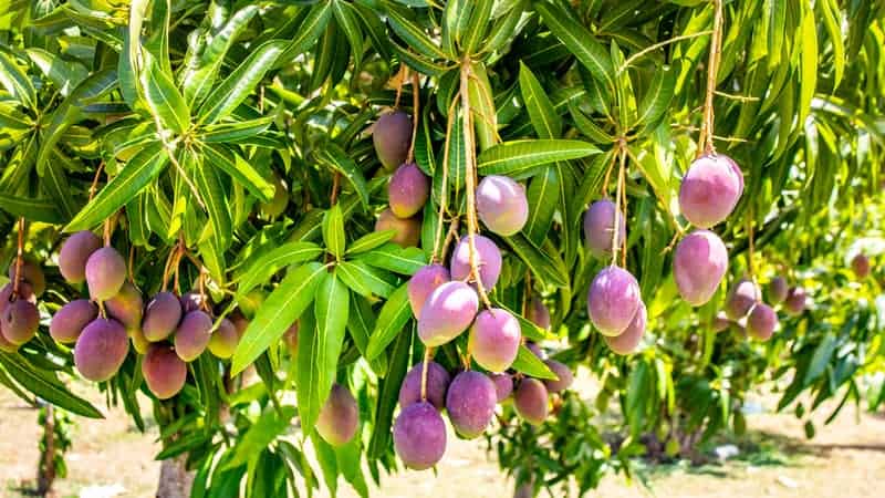 Mango fruits on the tree