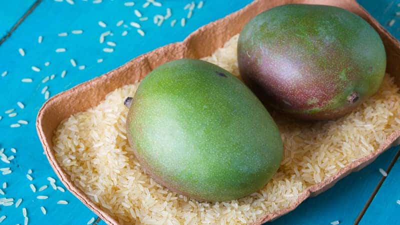 unripened mangoes on top of uncooked rice