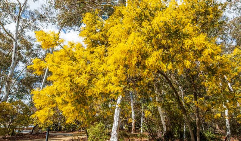 australian trees