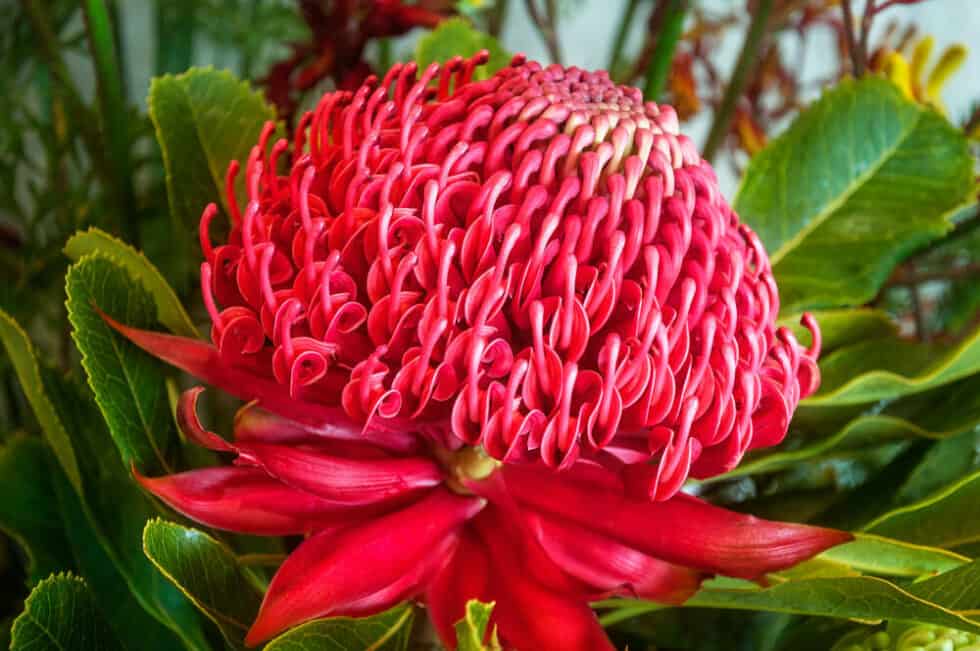 Waratah Flower Facts And Care Guide
