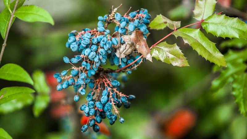 blueberry ash tree berries