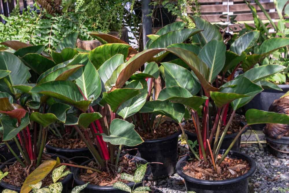 Philodendron Erubescens Care Guide Philodendron Erubescens Care Guide