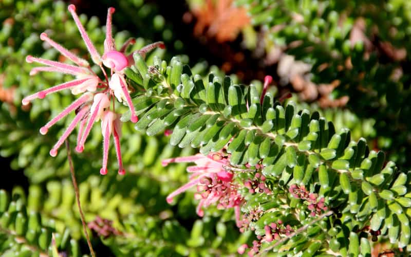 Grevillea tree