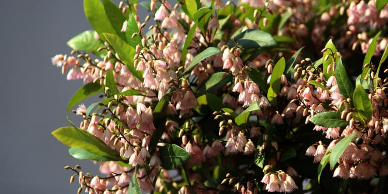 Small soft pink flowers on an blueberry ash tree