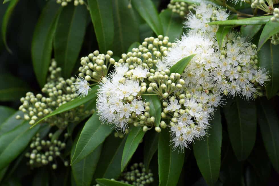 The Complete Lemon Myrtle Tree Guide Lawn au the-complete-lemon-myrtle-tree-guide-lawn-au