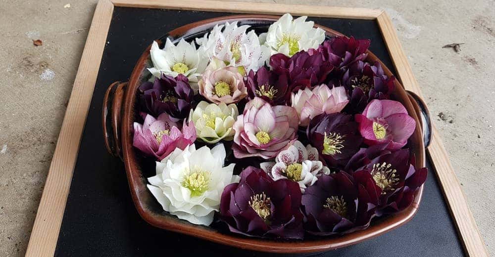 Tasmanian Select Hellebores