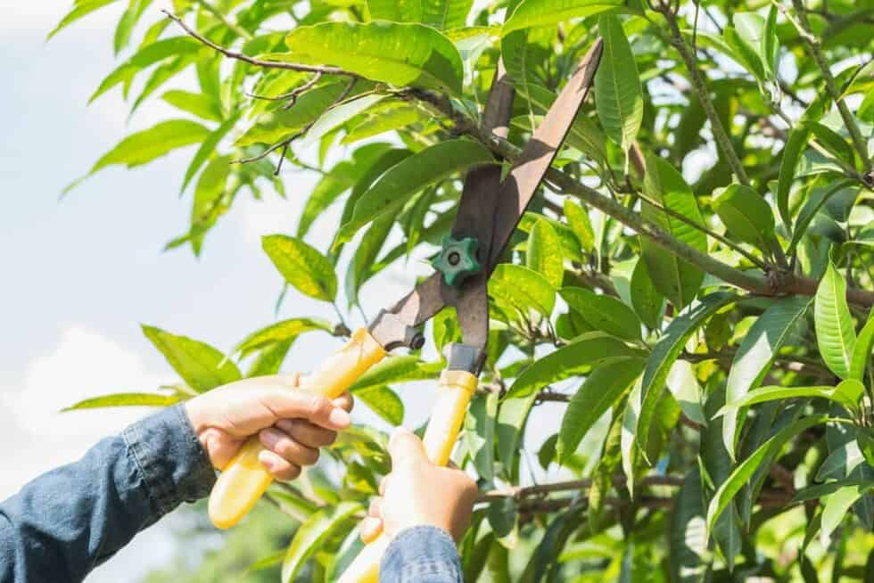 Pruning Mango Trees How To Prune A Mango Tree