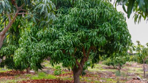 Pruning Mango Trees: How To Prune A Mango Tree