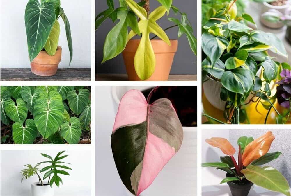A Complete Guide To Philodendron Types