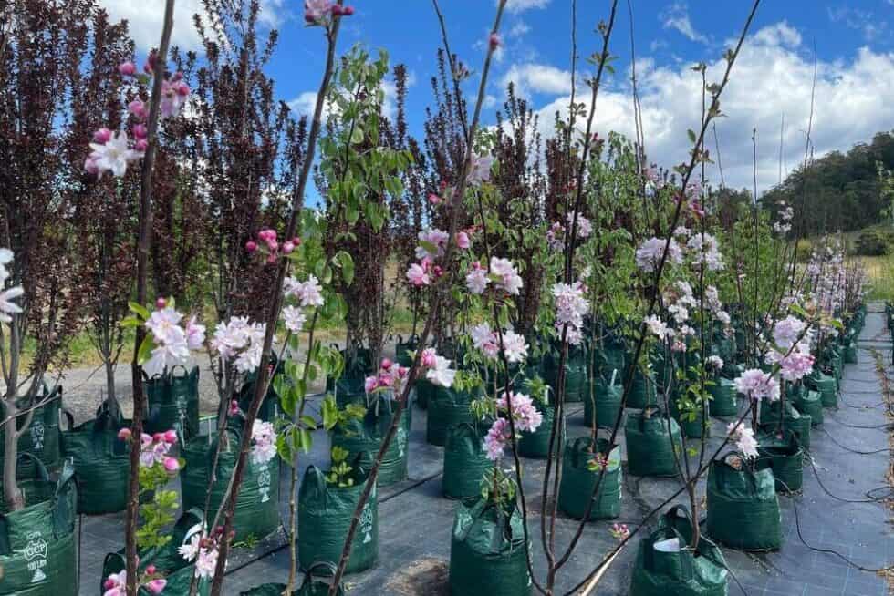 The Best Places To Buy Plants In Canberra