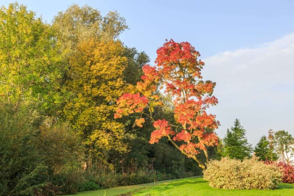 Growing A Claret Ash Tree