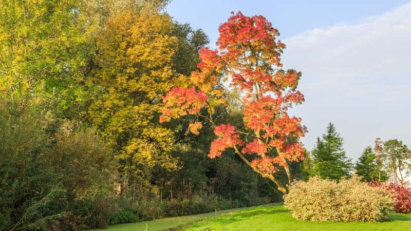 Fraxinus Raywood in autumn colors