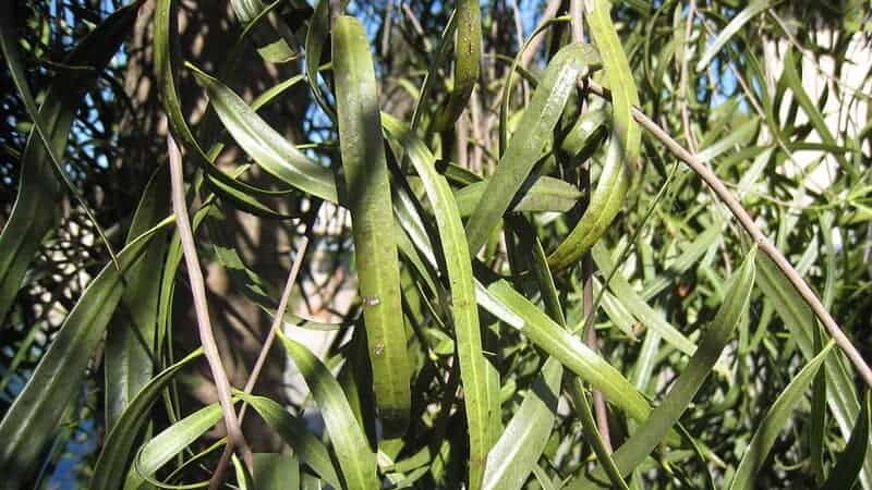 Australian willow