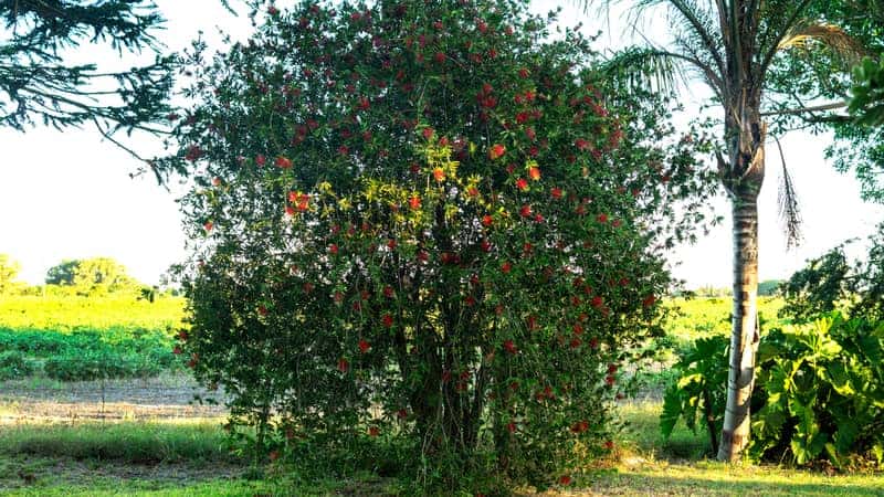 Bottlebrush