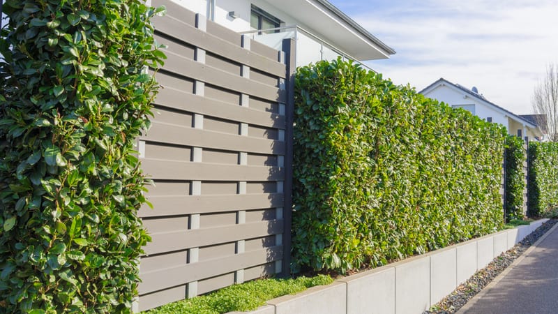 Modern landscaping with a cherry laural hedge