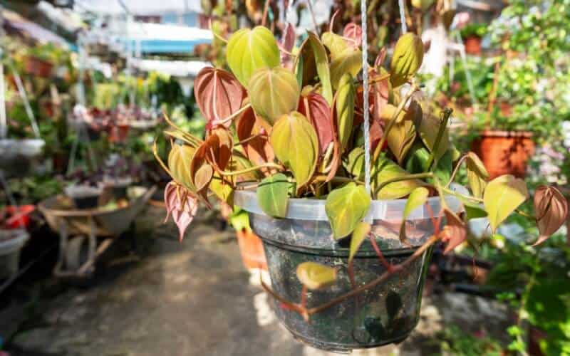 Close up of Philodendron MIcans with red leaves