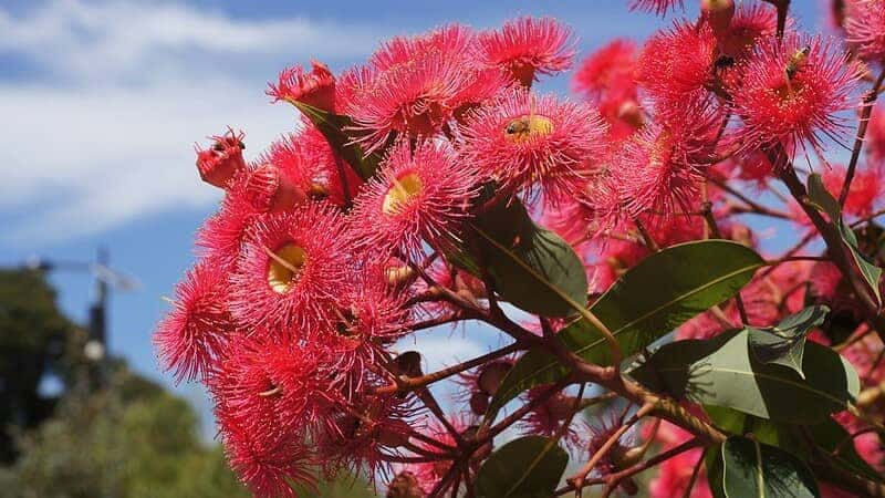 Corymbia ficifolia