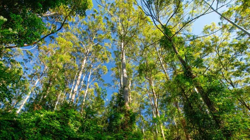 WITTA, QUEENSLAND, AUSTRALIA : Tall wet sclerophyll forest of rose gum or flooded gum Eucalyptus grandis with rainforest understory.