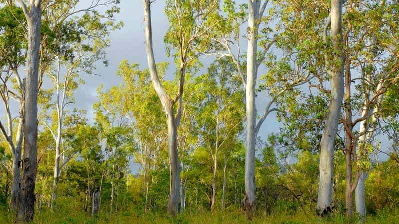 Forest Red Gums E. tereticornis on a 