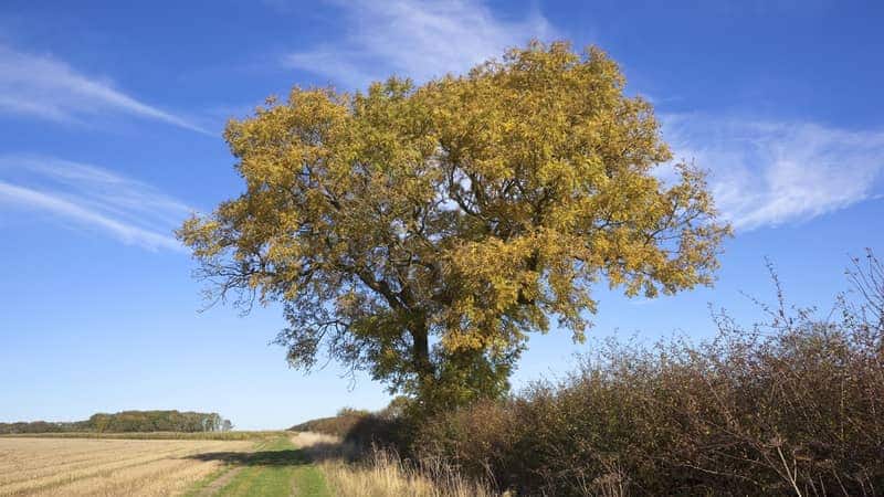 Golden Ash Tree