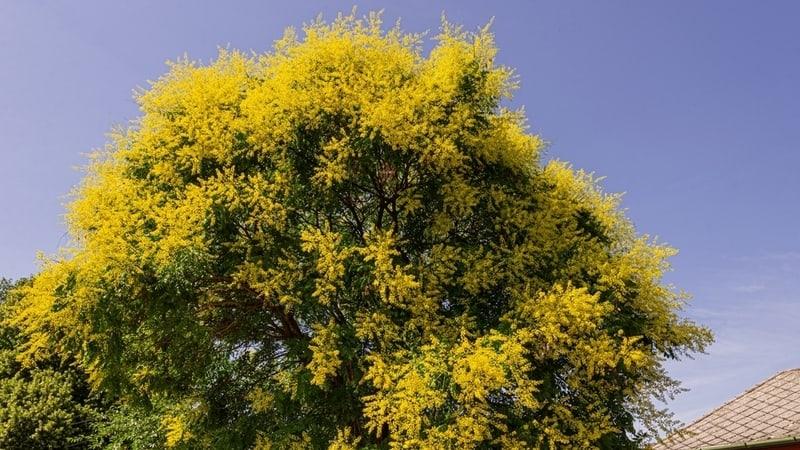 Golden Rain Tree