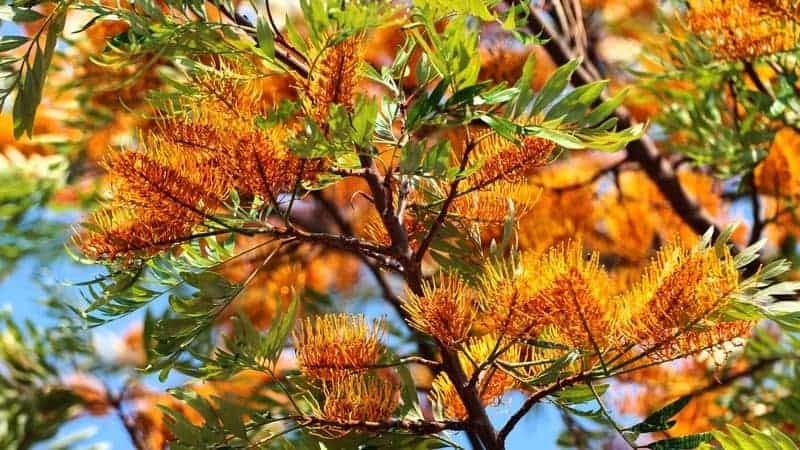 Grevillea robusta, or Silky oak tree in blossom at springtime