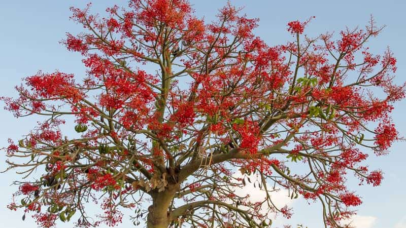 Illawara Flame Tree