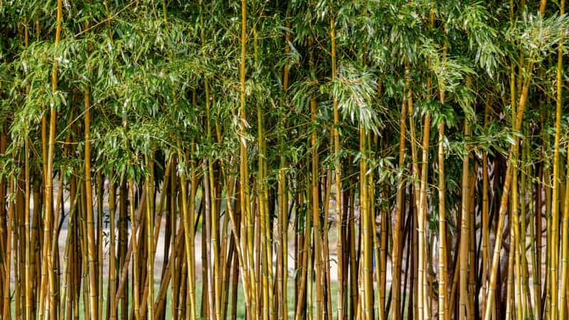 Japanese Bamboo