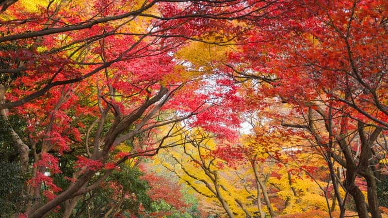 Japanese maple tree