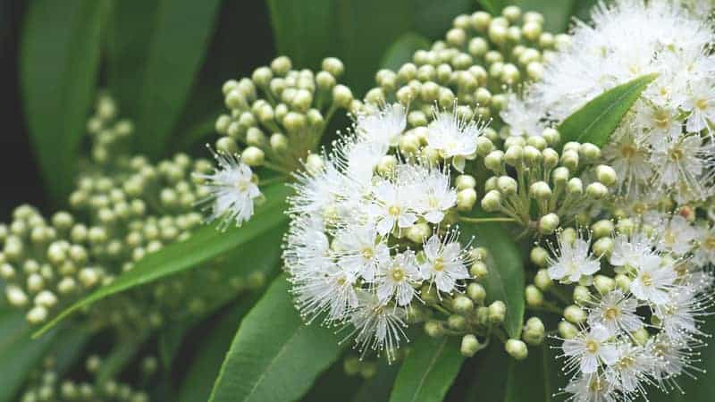 Lemon scented myrtle