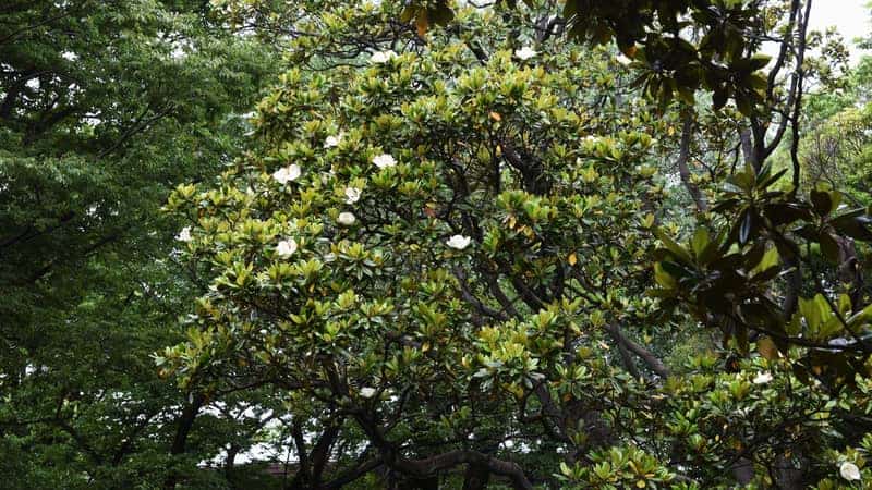 Magnolia Grandiflora