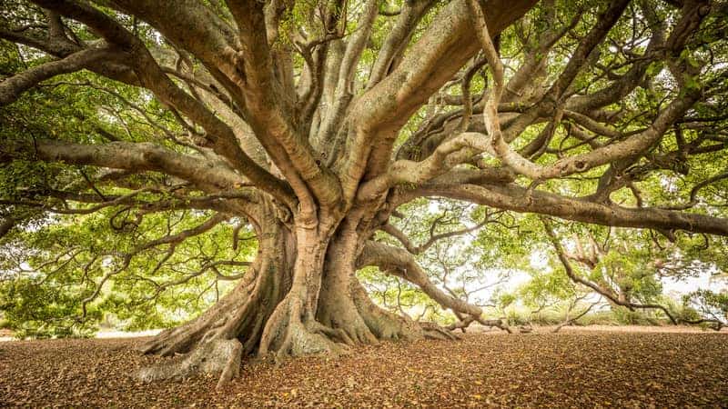 Moreton Bay Fig