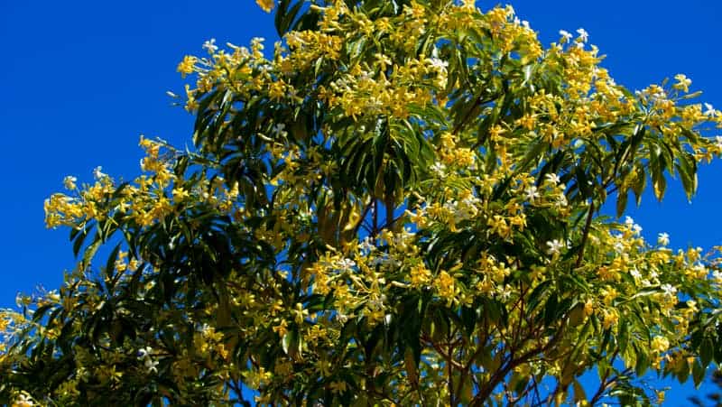 Australian native Frangipani tree