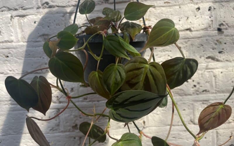 Philodendron Hederaceum Micans cascading from a hanging pot