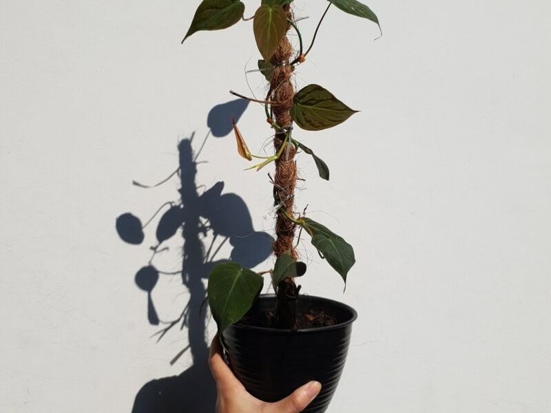 Philodendron Micans houseplant with moss pole 
