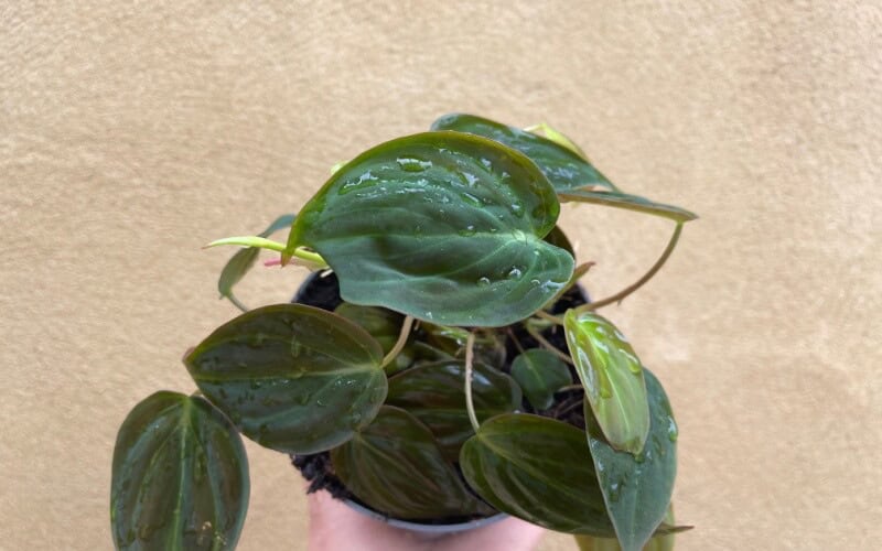 Philodendron Micans in pot held by hand