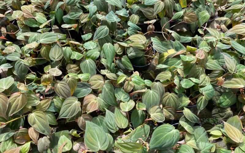Philodendron Micans in pots in plant nursery