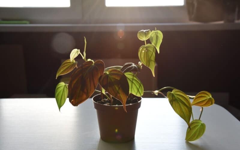 Philodendron Micans growing on a brown pot near sunlit window